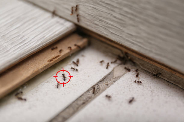 Best Ant Control Services  in Otisville, NY