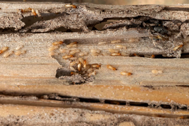 Best Wildlife Control Services  in Otisville, NY